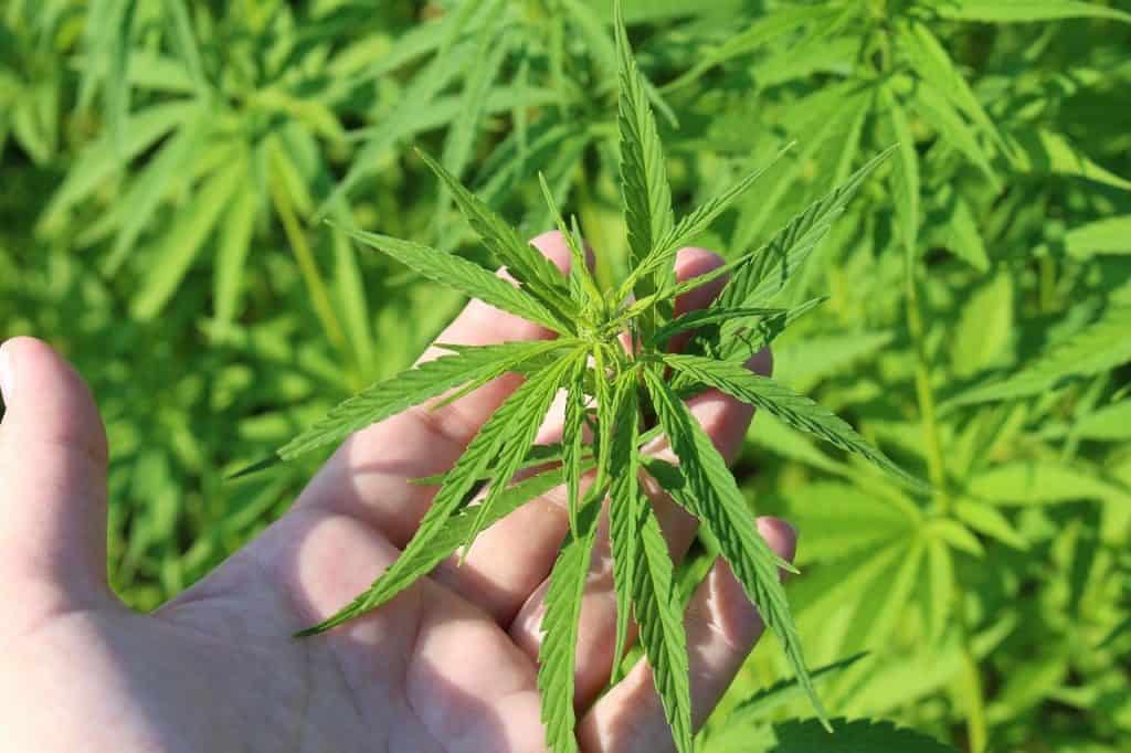 Cannabis Sativa Planta