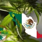 Legalización cannabis Mexico