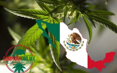Legalización cannabis Mexico