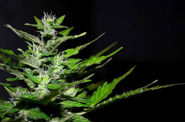 Cannabis planta